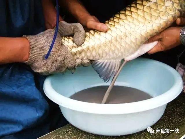 蟾蜍抱魚原因_蟾蜍抱魚原因_蟾蜍抱魚原因