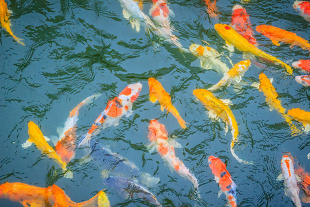 蟾蜍抱魚原因_蟾蜍抱魚原因_蟾蜍抱魚原因