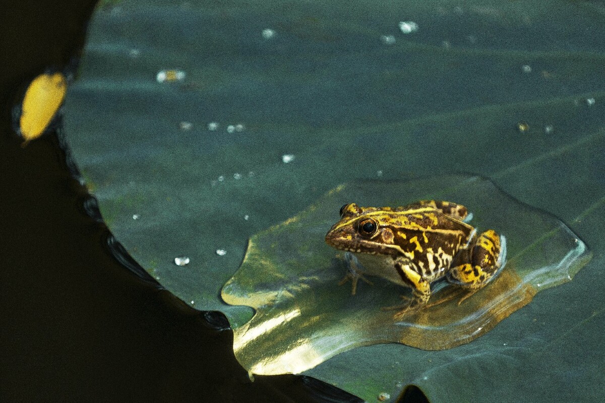 蟾蜍抱魚原因_蟾蜍抱魚原因_蟾蜍抱魚原因