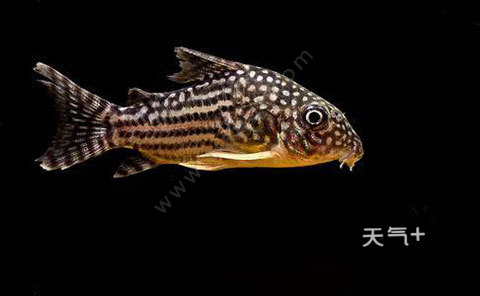 清道夫魚為什么不能吃?魚是怎么吃的