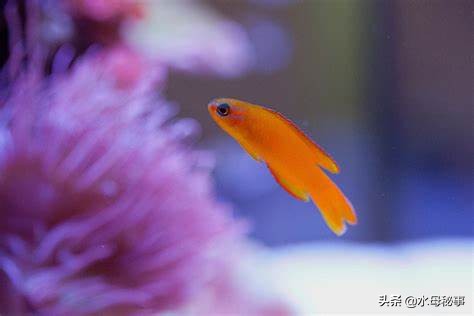 各種石斑魚價格表_石斑魚價格走勢_石斑魚價格2020年