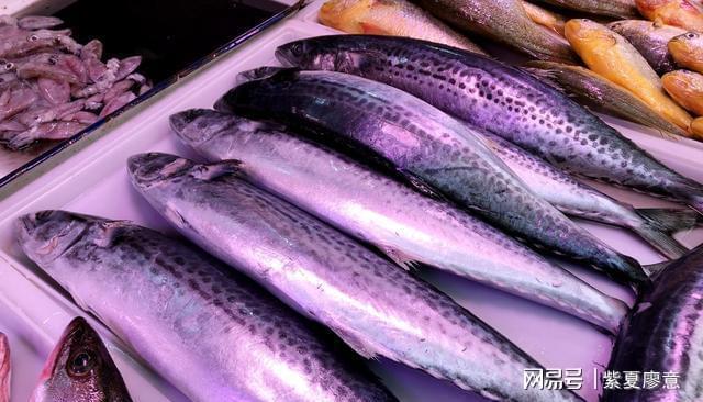 石斑魚價格走勢_各種石斑魚價格表_石斑魚價格2020年
