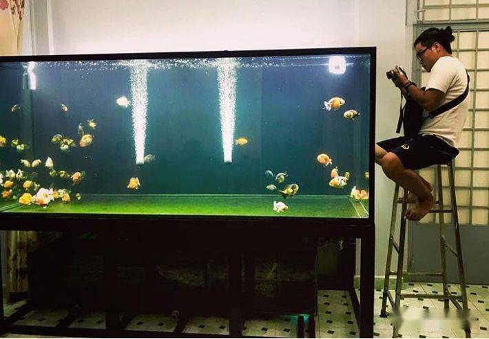 清道夫魚吃魚_魚吃清道夫是不是餓的_清道夫魚為什么不能吃