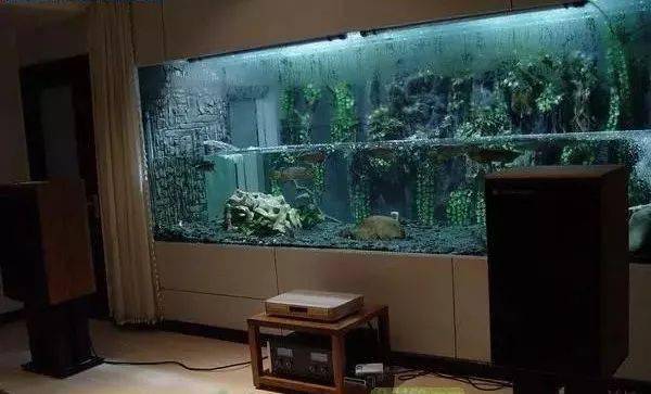 清道夫魚為什么不能吃_清道夫魚吃魚_魚吃清道夫是不是餓的