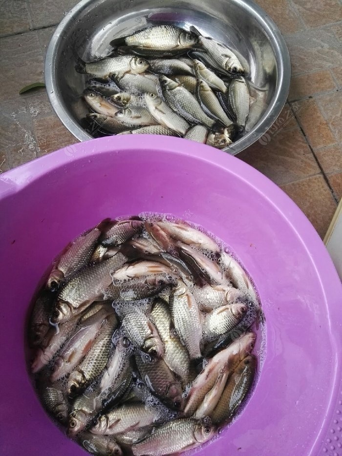 配方鯽魚餌料野釣用什么_鯽魚餌料配方野釣_野釣鯽魚餌料配方