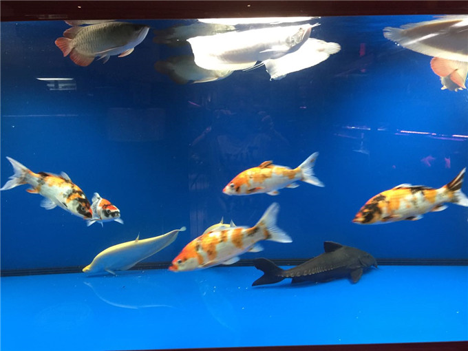 成吉思汗鯊是什么魚_成吉思汗鯊魚_成吉思汗鯊是風水魚么