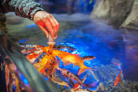 成吉思汗鯊是什么魚_成吉思汗鯊魚_成吉思汗鯊是風水魚么