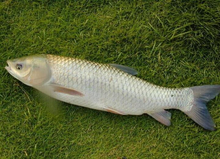 草魚苗價格_草魚苗價格走勢圖_草魚苗價格行情最新