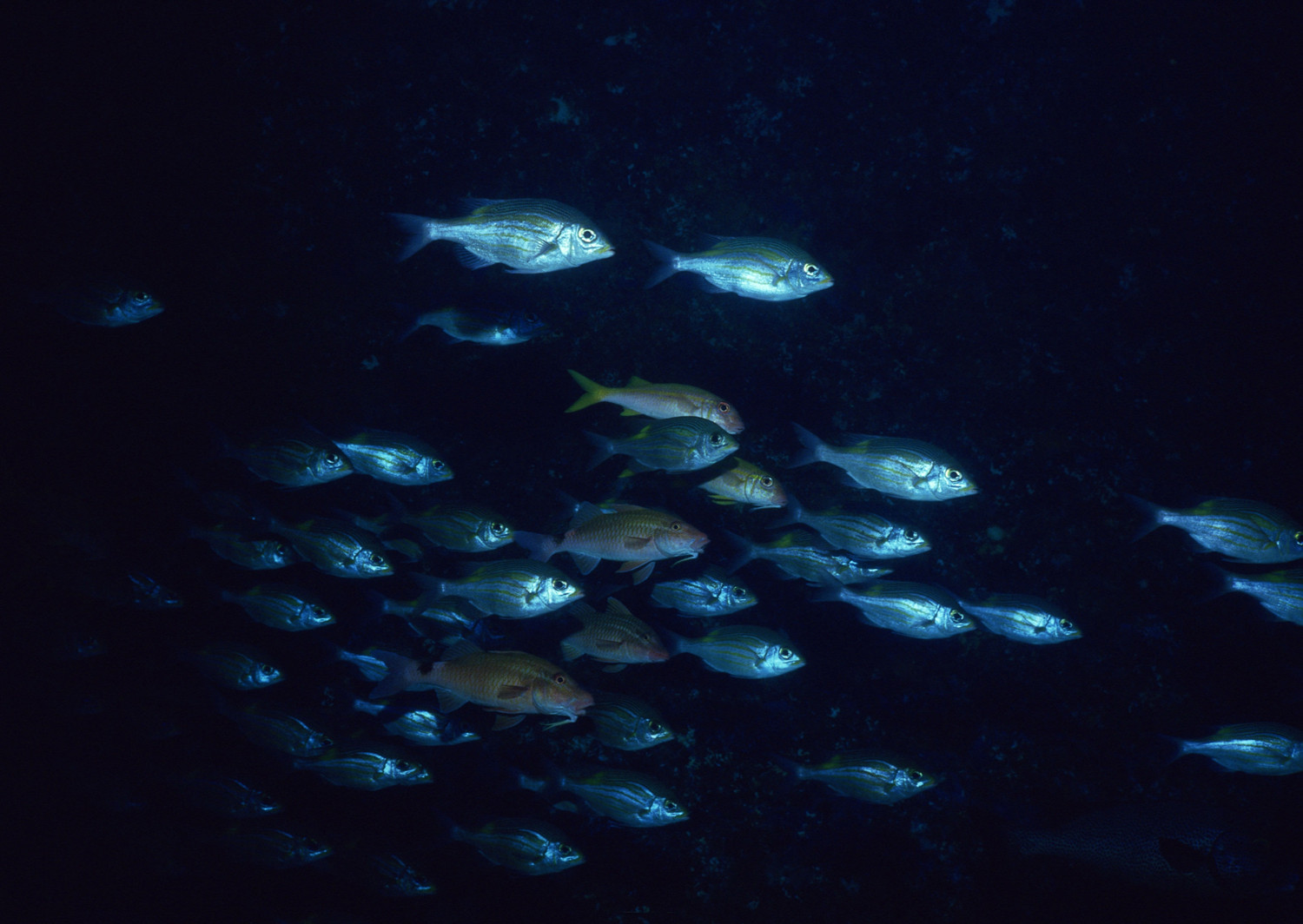 片狀的海魚叫什么名字_片種海魚類圖片高清_海魚的種類圖片