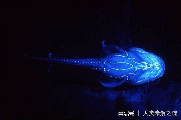 片種海魚類圖片高清_片狀的海魚叫什么名字_海魚的種類圖片