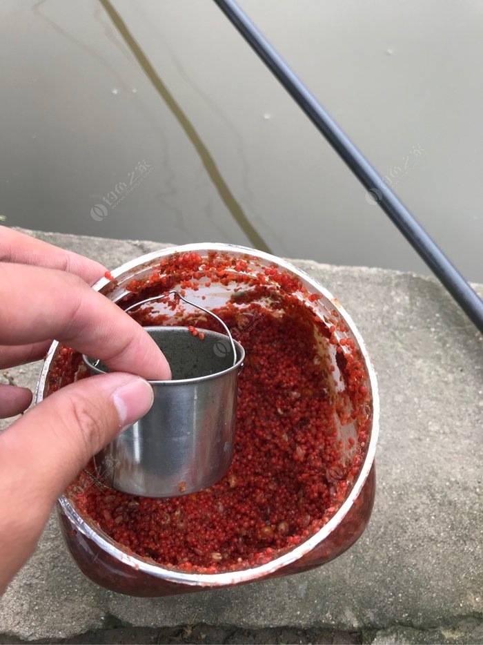 釣鉤蚯蚓的掛法_釣魚掛鉤蚯蚓怎么打窩_蚯蚓釣魚怎樣掛鉤
