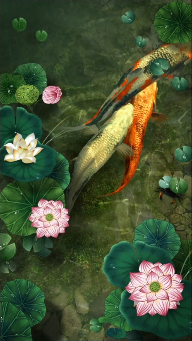 求錦鯉的意思_求錦鯉是什么意思_心情想法求錦鯉是什么意思