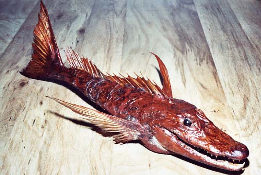 儒艮為什么叫美人魚_美人魚叫儒艮拼音怎么拼_美人魚叫儒艮好聽嗎