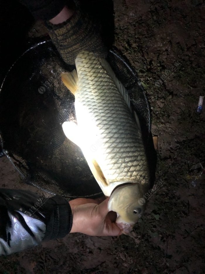 釣水庫鯉魚用什么餌料最好_水庫釣鯉魚_釣水庫鯉魚用什么餌料