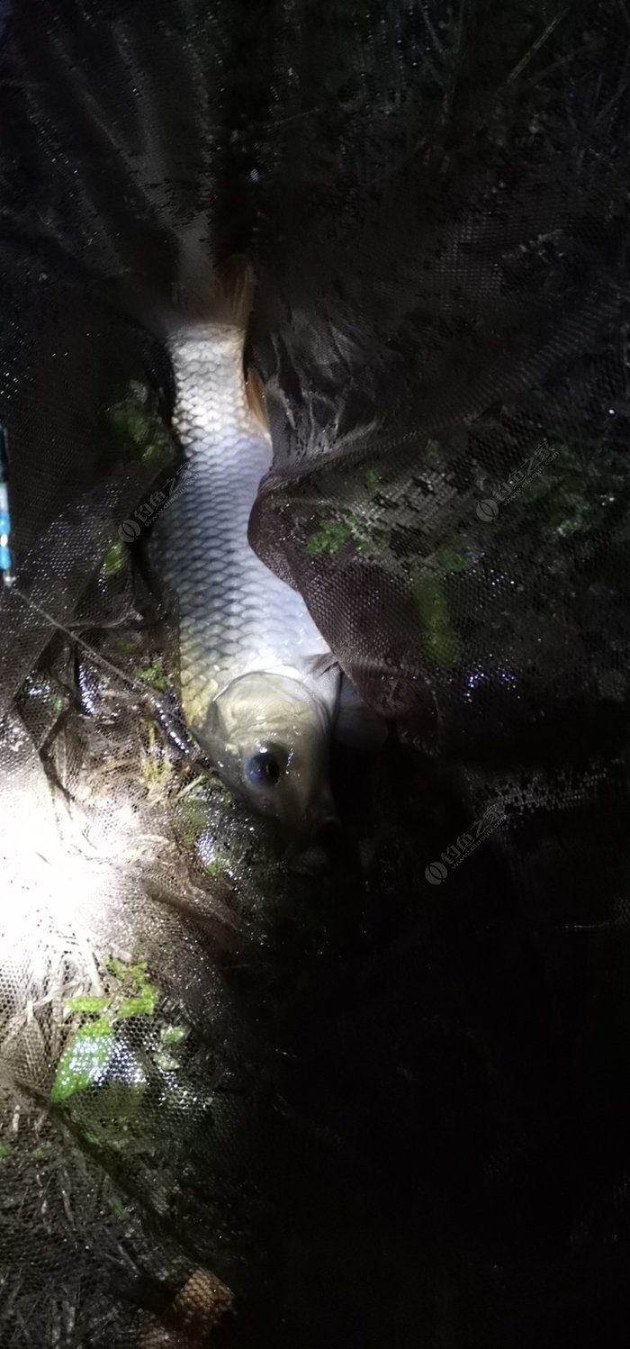 釣水庫鯉魚用什么餌料_水庫釣鯉魚_釣水庫鯉魚用什么餌料最好