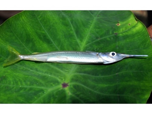 大馬哈魚多少錢一斤_大馬魚多少錢一斤_大馬魚做法
