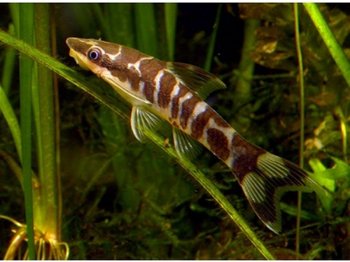 大馬哈魚多少錢一斤_大馬魚做法_大馬魚多少錢一斤