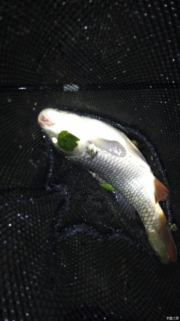 立式魚漂的綁法圖解_立式魚漂的綁法視頻_立式浮漂綁法視頻教程