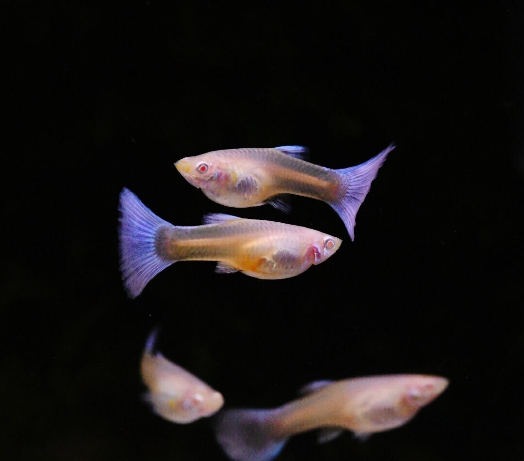 立式浮漂綁法視頻教程_立式魚漂的綁法視頻_立式魚漂的綁法圖解