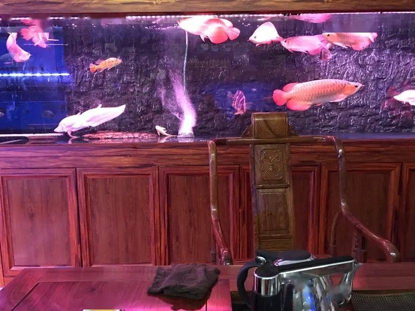 銀龍魚怎么養_養魚銀龍養幾條好_養銀龍魚視頻