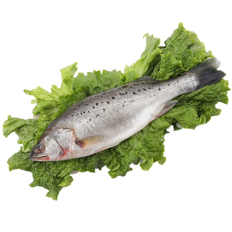 鱸魚海_鱸魚海魚圖片_海鱸魚多少錢一斤