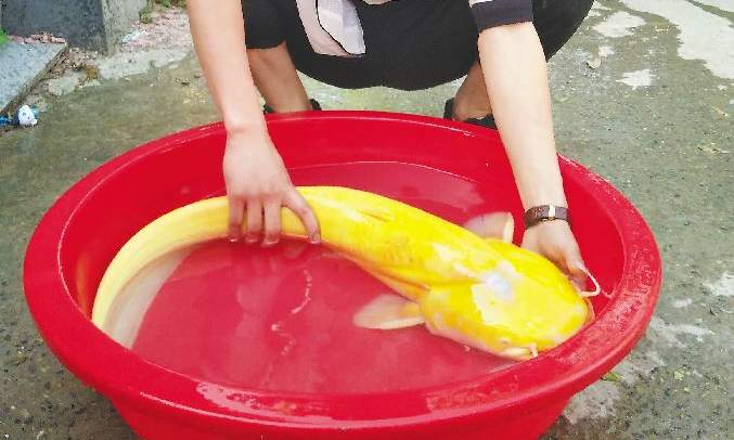 上海釣魚_上海釣魚吧百度貼吧_釣魚上海話