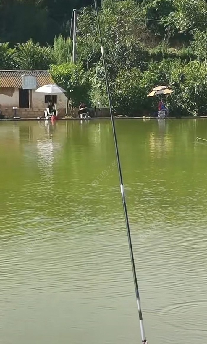 夏季釣鯉魚餌料配方_夏季釣鯉魚餌料配方_夏季釣鯉魚餌料配方