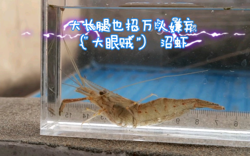 河蝦怎么洗簡單又干凈_河蝦怎么洗簡單又干凈_河蝦怎么洗簡單又干凈