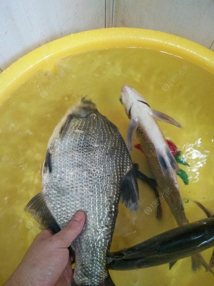 江河垂釣技巧視頻教程_江河垂釣技巧_江河垂釣技巧和方法
