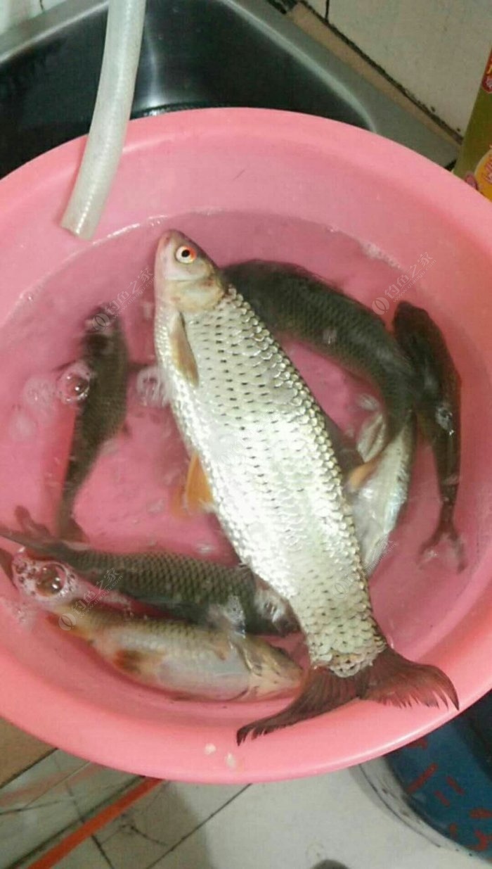 江河垂釣技巧_江河垂釣技巧視頻教程_江河水域垂釣技巧