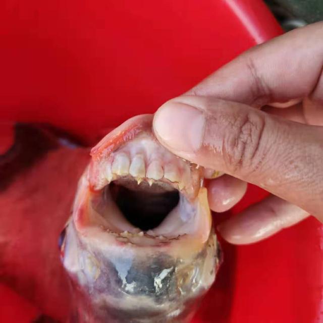 食人鯧魚_食人鯧魚能長多大_食人鯧魚吃人嗎