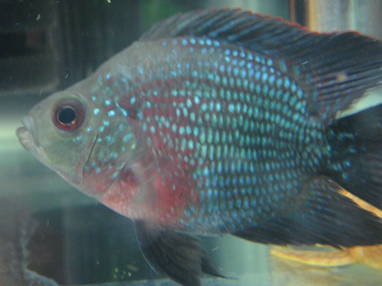 羅漢魚能和什么魚混養_羅漢魚可以混養_能和羅漢混養的魚