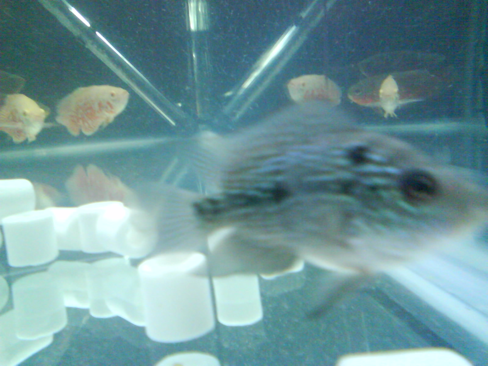 能和羅漢混養的魚_羅漢魚可以混養_羅漢魚能和什么魚混養