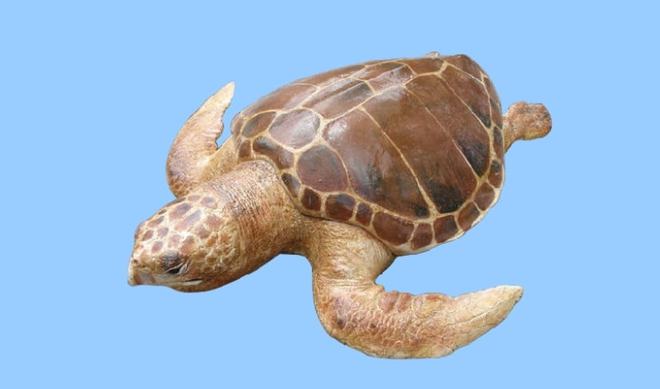 海龜中體型最大的是什么龜_世界上體型最大海龜是什么動物_世界上體型最大的海龜是什么龜