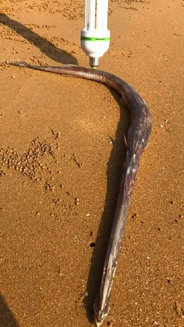 世界魚類大小排名_世界上最大的魚類_魚類世界上有哪些魚類