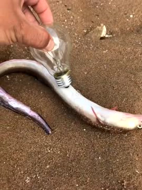 魚類世界上有哪些魚類_世界魚類大小排名_世界上最大的魚類