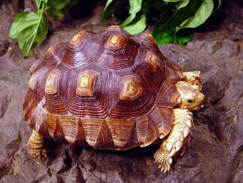 世界上最大的烏龜_烏龜世界上壽命最長的動物_烏龜世界上最最長壽命的烏龜