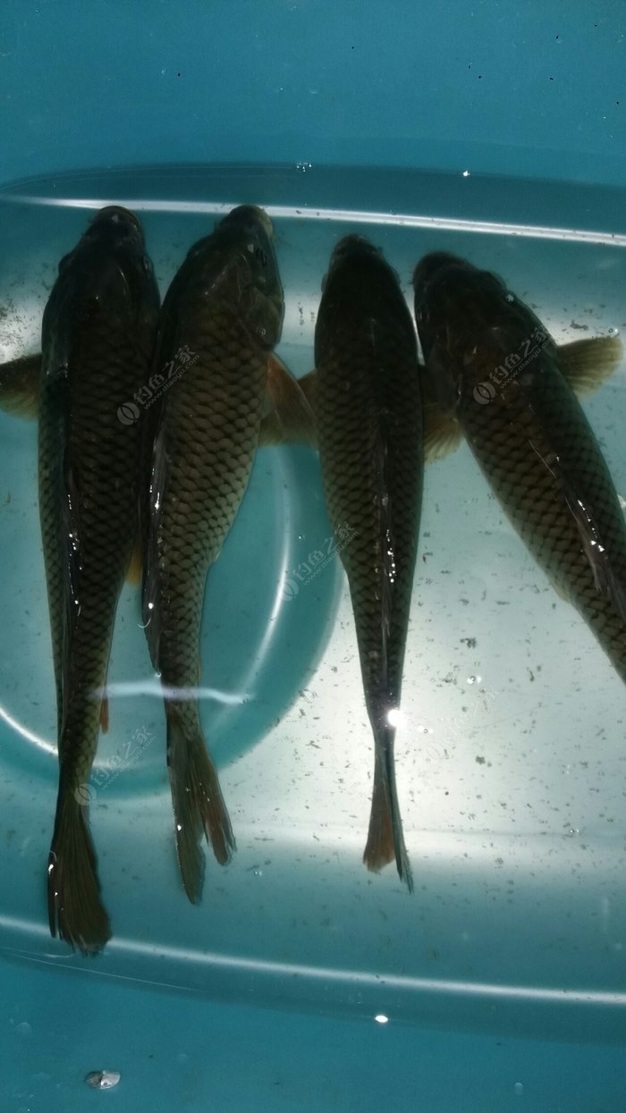 餌料魚養殖_魚餌料_餌料魚是什么意思