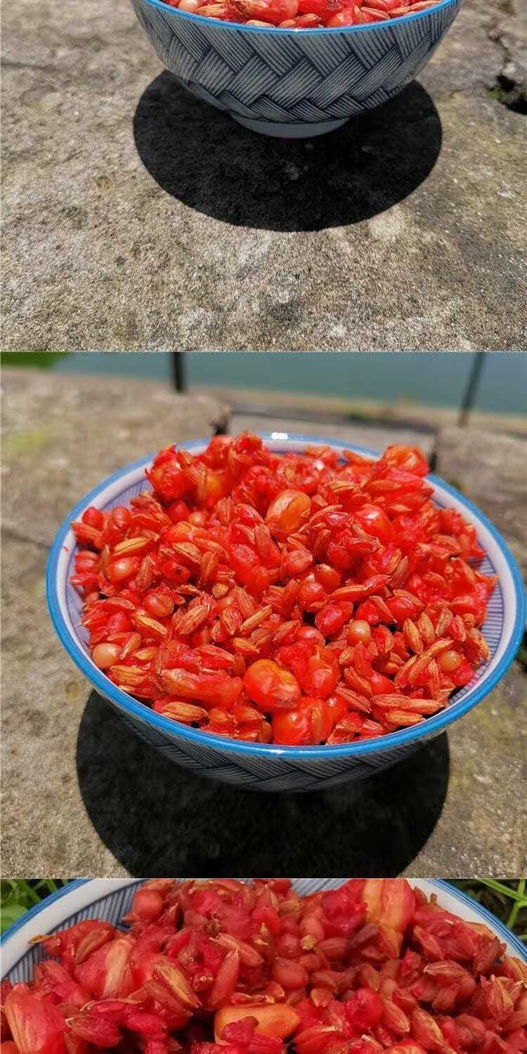 釣鯉魚配方_釣鯉魚配方大全_釣鯉魚配方小藥