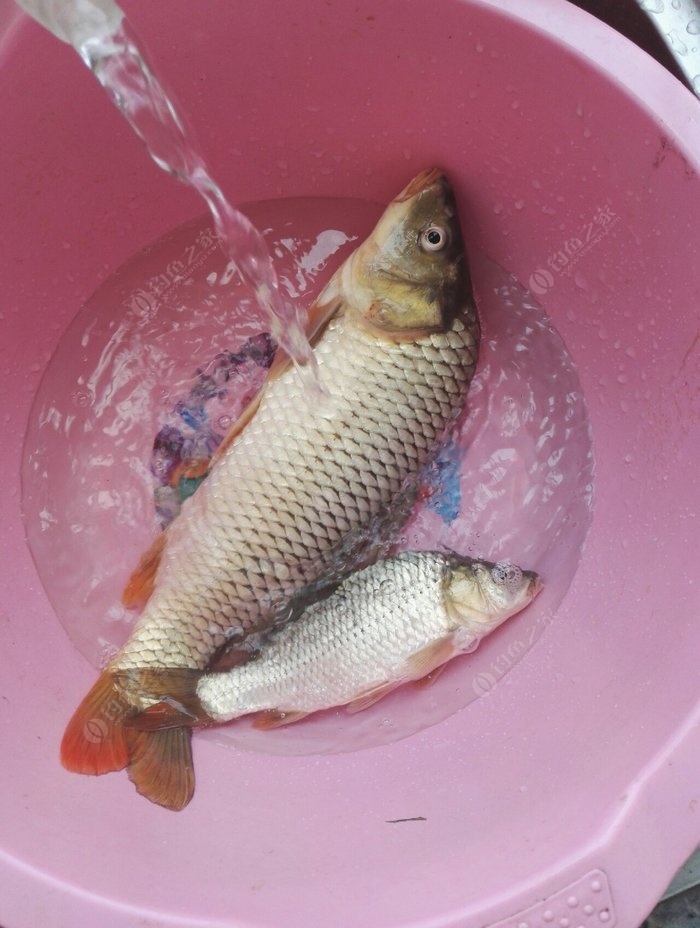 河邊用海竿釣鯉魚用哪種飲配方_海竿河釣鯉魚技巧?_鯉魚海竿怎么釣