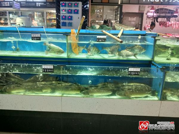 草魚價格行情走勢_草魚價格行情最新價_草魚價格