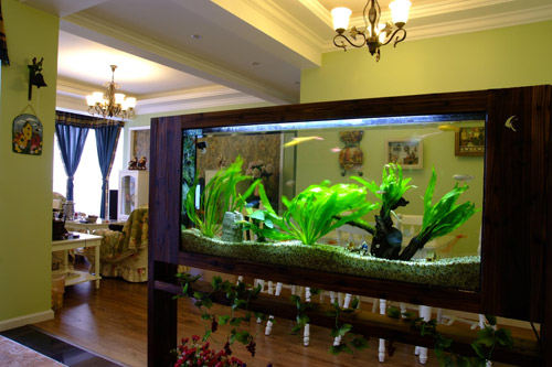 屬龍能不能養魚_屬相能養魚龍龜嗎_什么屬相不能養龍魚