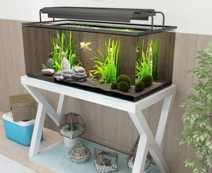 什么屬相不能養龍魚_屬龍能不能養魚_屬相能養魚龍龜嗎