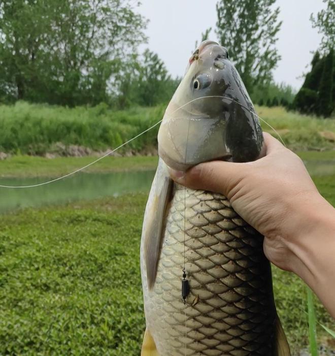 釣水庫鯽魚用多長的桿子_水庫釣鯽魚_釣水庫鯽魚怎么調漂