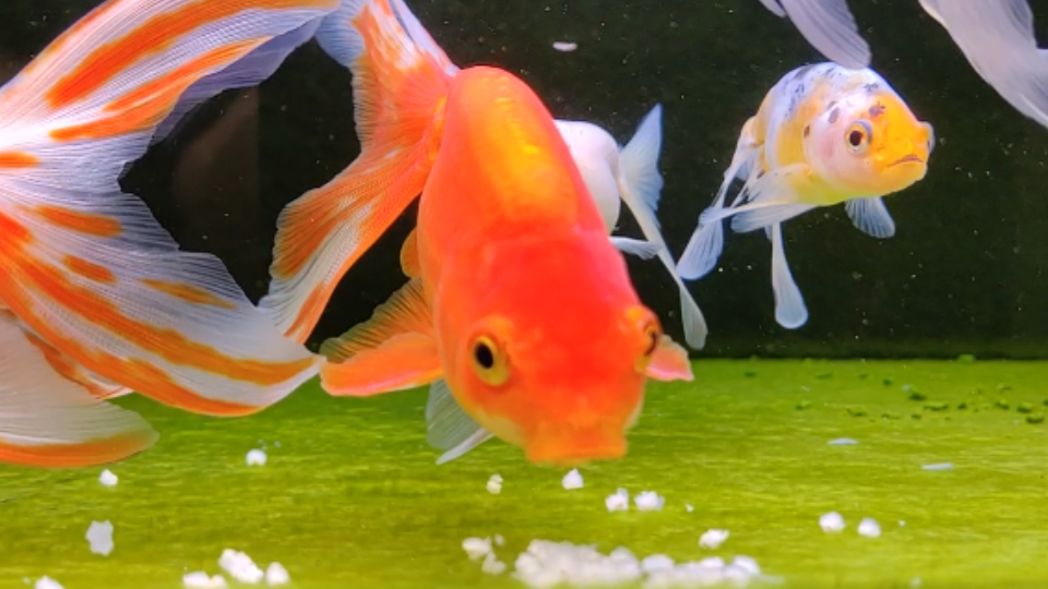 小金魚沒有飼料吃什么_買的金魚飼料有的魚不吃怎么辦_金魚飼料吃完了怎么辦