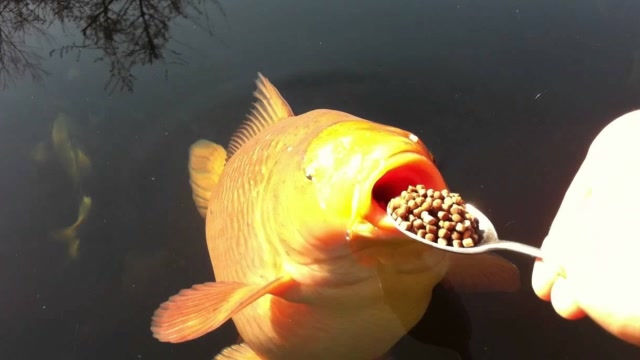 金魚飼料吃完了怎么辦_買的金魚飼料有的魚不吃怎么辦_小金魚沒有飼料吃什么