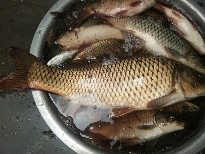 魚塘釣魚技巧_釣魚魚塘技巧圖解_魚塘釣魚方法
