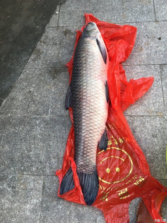 青魚石多少錢一克_青魚怎么沒有青魚石_10克青魚石值多少錢