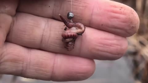 蚯蚓釣鯽魚絕密技巧_釣蚯蚓鯽魚技巧絕密配方_釣蚯蚓鯽魚技巧絕密視頻