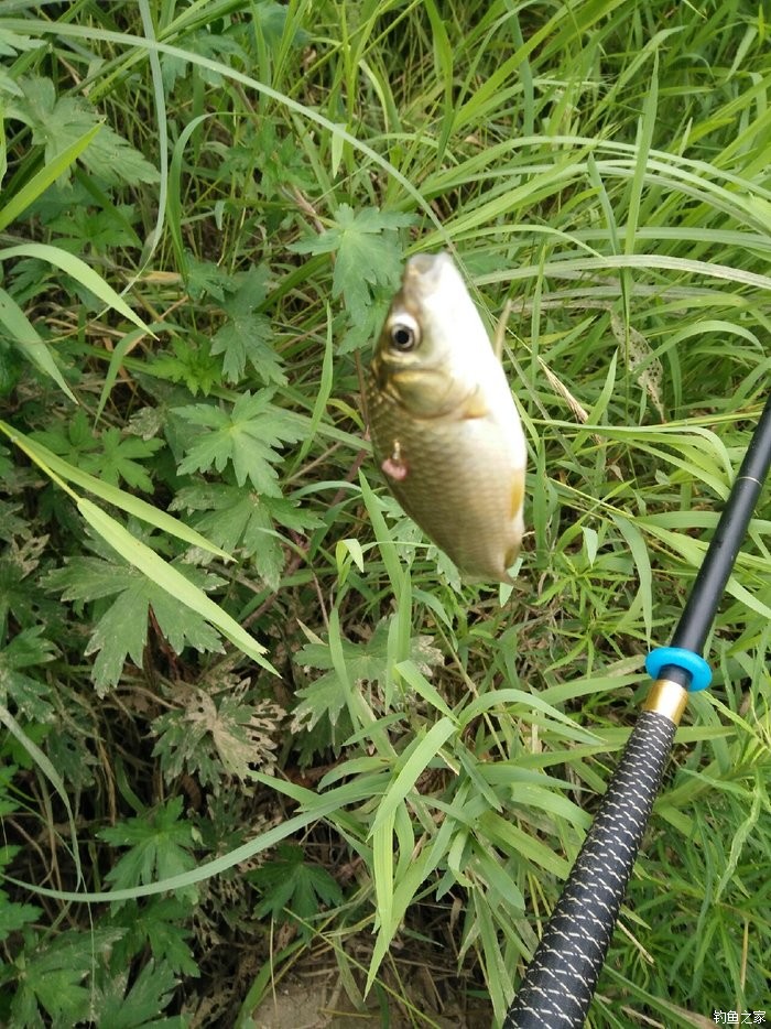 釣魚蚯蚓打窩用什么餌料_用蚯蚓釣魚打窩用什么_蚯蚓釣魚用什么打窩